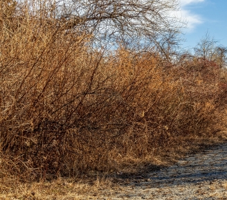 Dead or dying brush is a risk any time of the year.