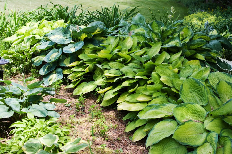 Hosta Ground Cover