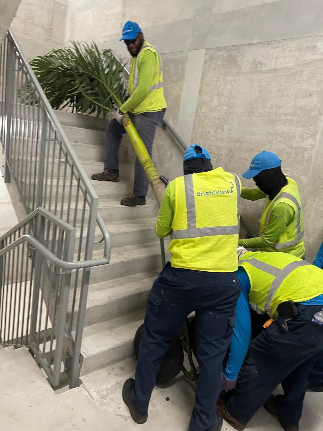 Crew delivers rooftop palm tree via stairs