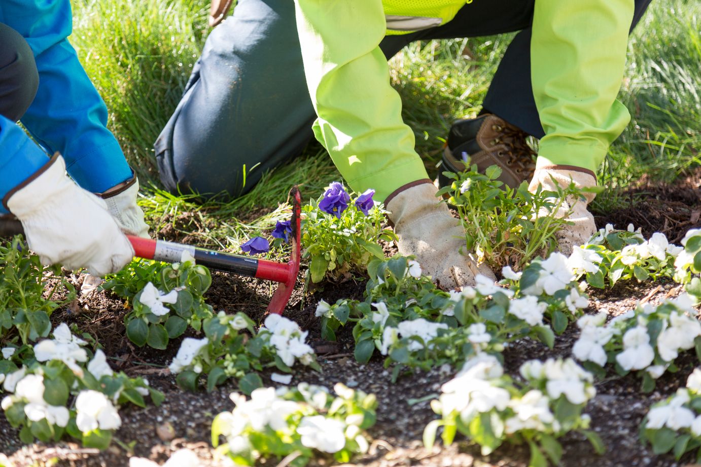 close up of gloved hands planting flowers 
