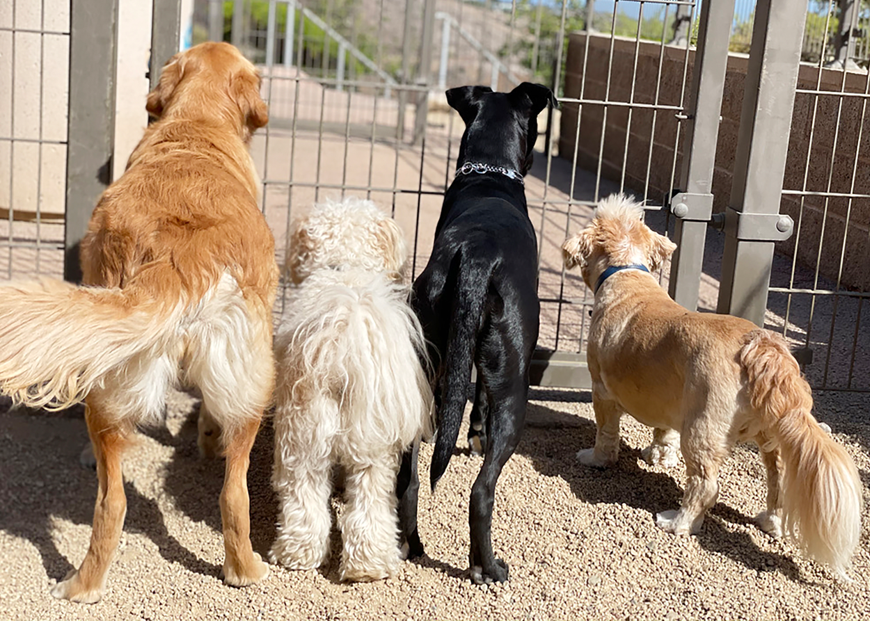 Dog packs are natural