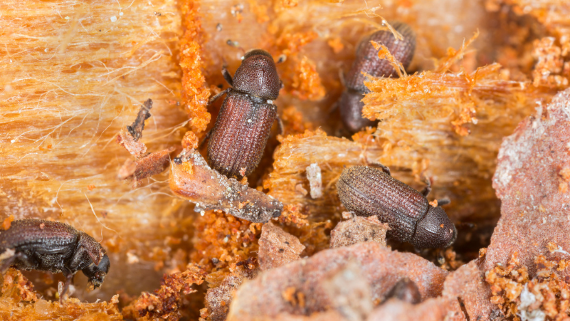 Bark beetles burrow into the trunk of a pine tree, leaving behind telltale tunnels that disrupt the tree’s ability to transport nutrients—an alarming sign of infestation and forest health decline