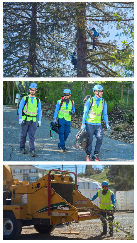 Get the most value from your trees