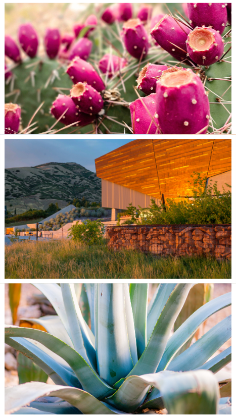 A vibrant xeriscape features drought-tolerant native plants like aloe vera and prickly pear, demonstrating how water-wise landscaping can be both beautiful and sustainable.
