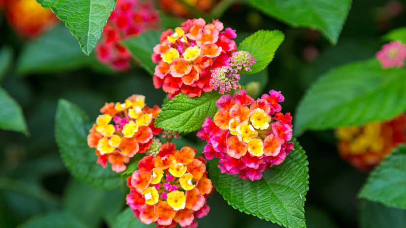 Pink & yellow summer Lantanas thrive in hot, sunny locations.