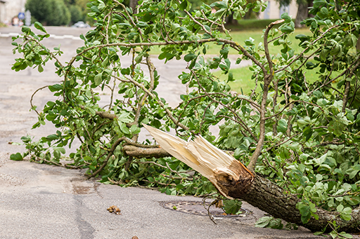 Santa Ana Wind Debris