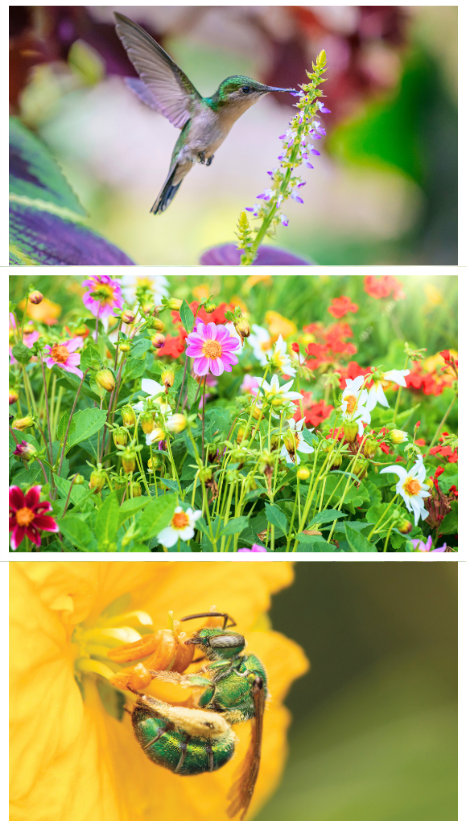 Pollinator Garden Tips from Professionals