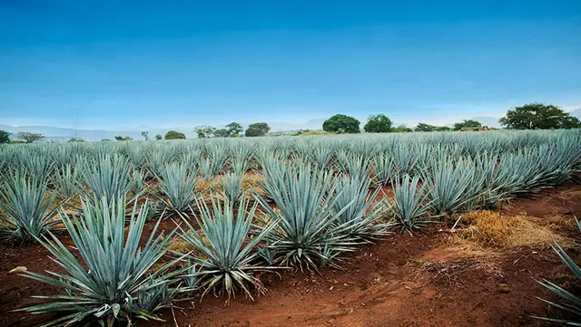 agave drought tolerant plant