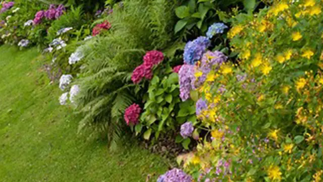 Amelia Island Related Image