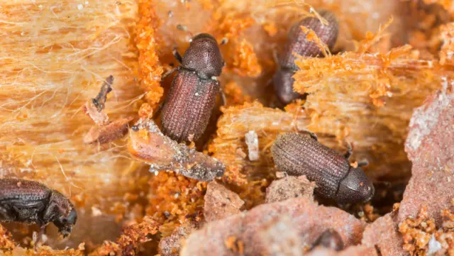 Bark Beetles