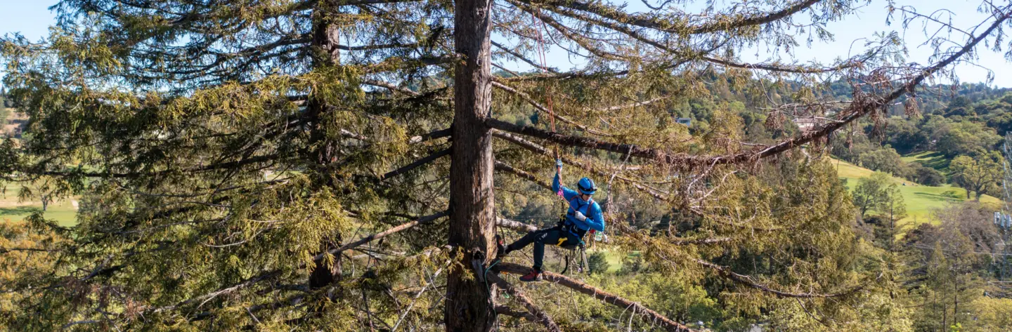 Dig Into... Tree Care