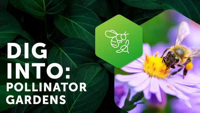 Dig into Pollinator Gardens