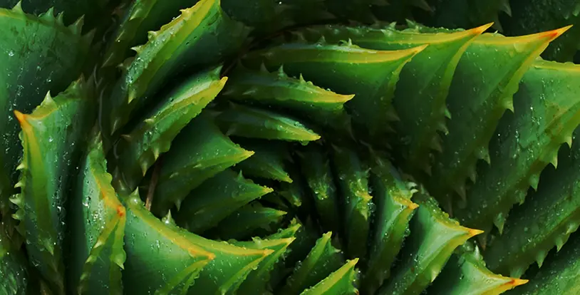 How to Save Water & Your Landscape eBook