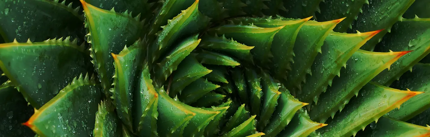 How to Save Water & Your Landscape eBook