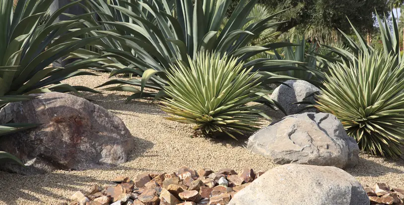 Drought Friendly Landscape