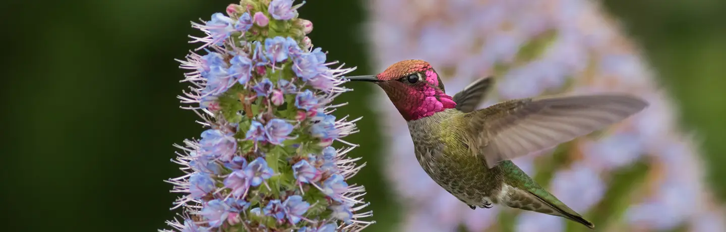 BrightView's Landscape Sustainability Scavenger Hunt 