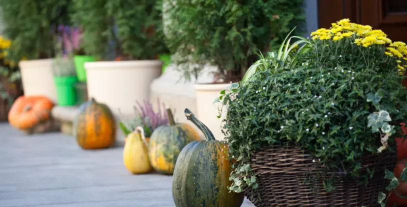 Fall Planters