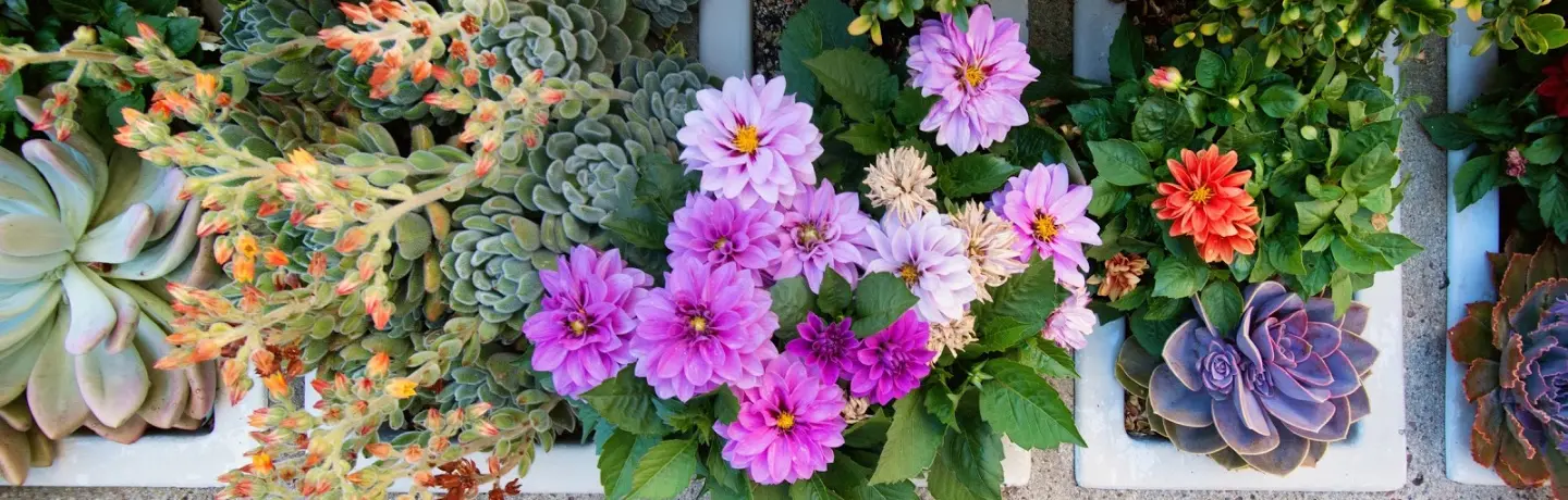 Fire Resistant Landscaping