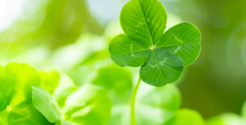 Four-leaf clover