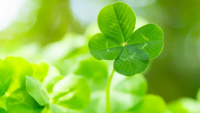 Four-leaf clover