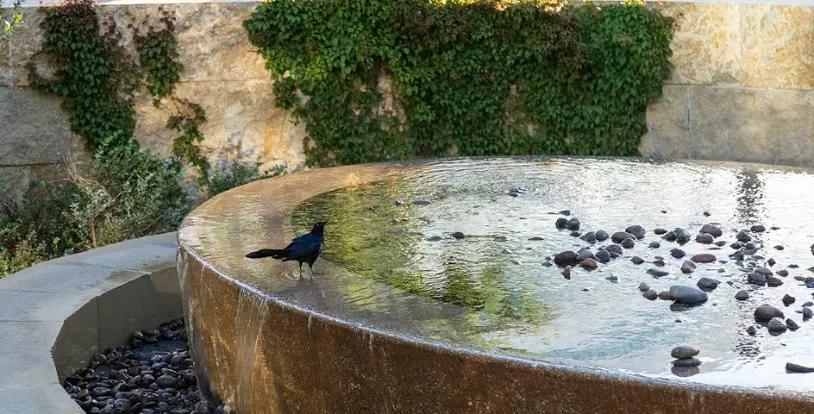 Healing Garden Design Tips