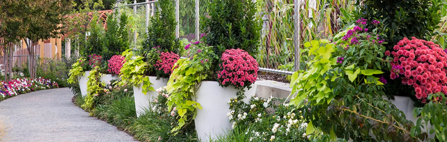 Landscape the Promote Healing