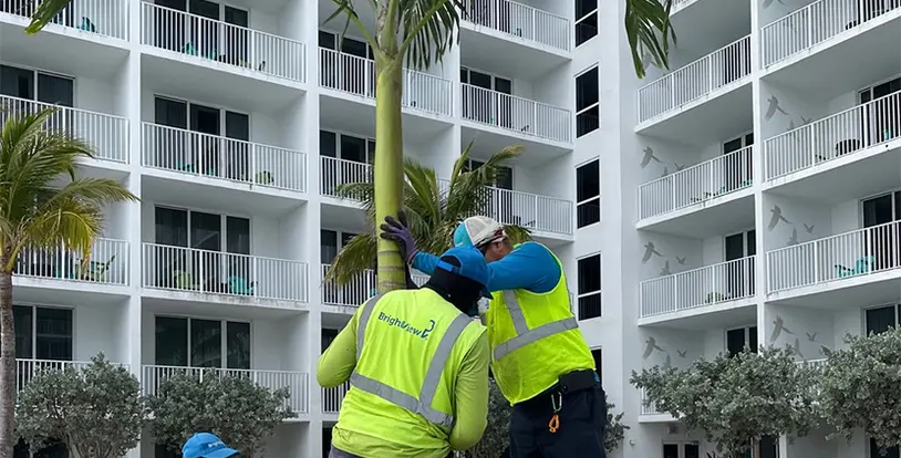 Palm Tree Delivery 