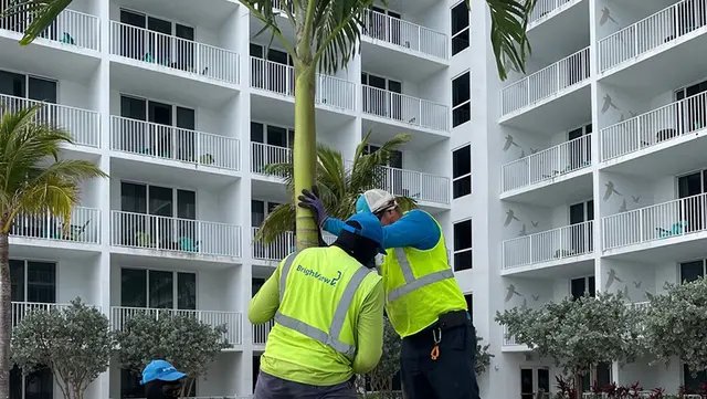 Palm Tree Delivery 