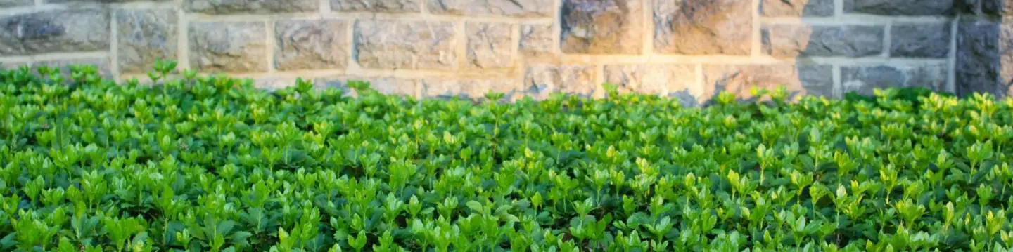Japanese Spurge ground cover