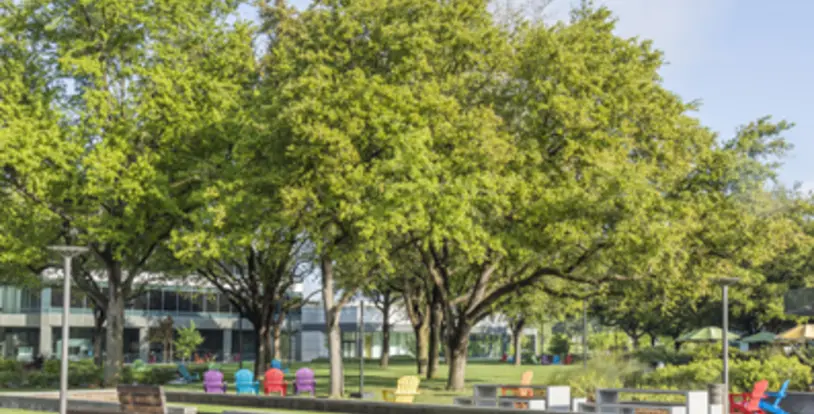 How to Preserve Your Trees During Drought