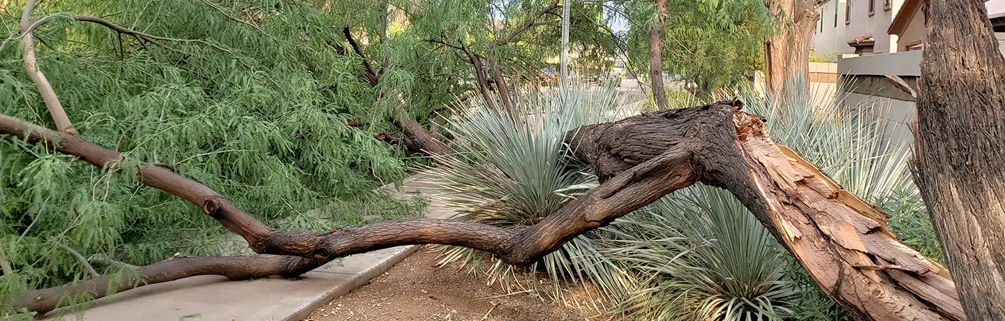 Ensure Your Trees Can Weather the Storm