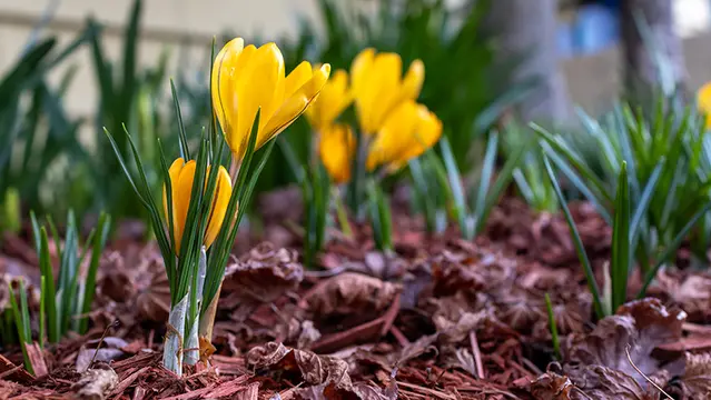 Mulched Tulips