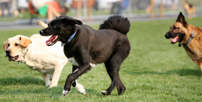 Dog Park