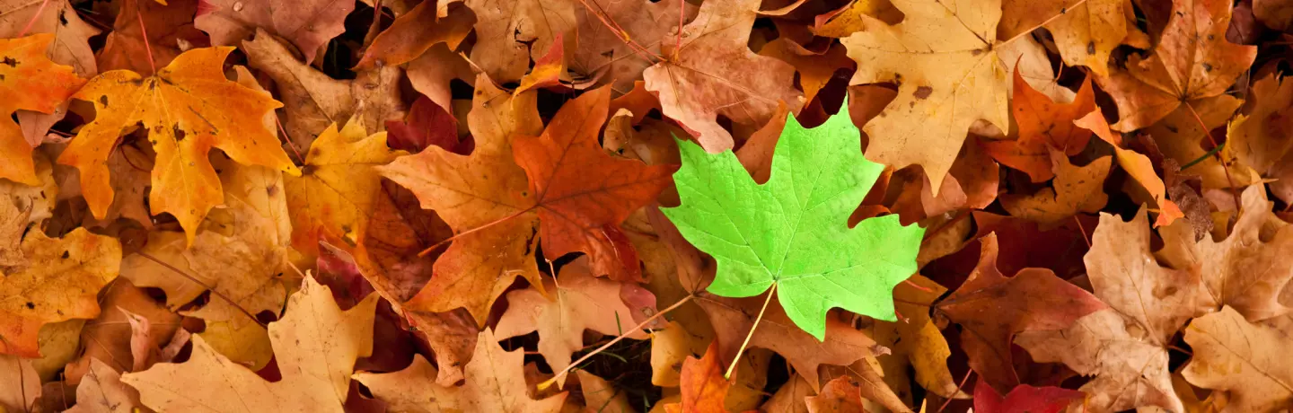 How to Stand Out on Your First Day in Landscaping